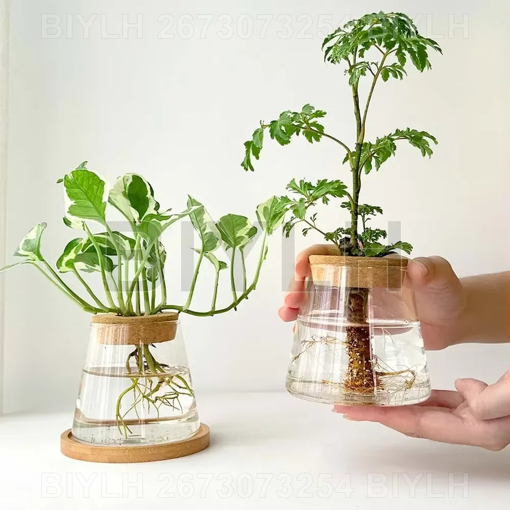 Hydroponic Glass Vase with Base Tray