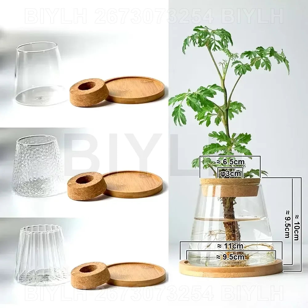 Hydroponic Glass Vase with Base Tray