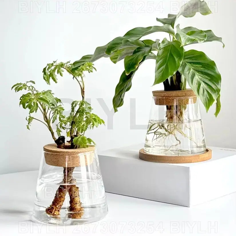 Hydroponic Glass Vase with Base Tray