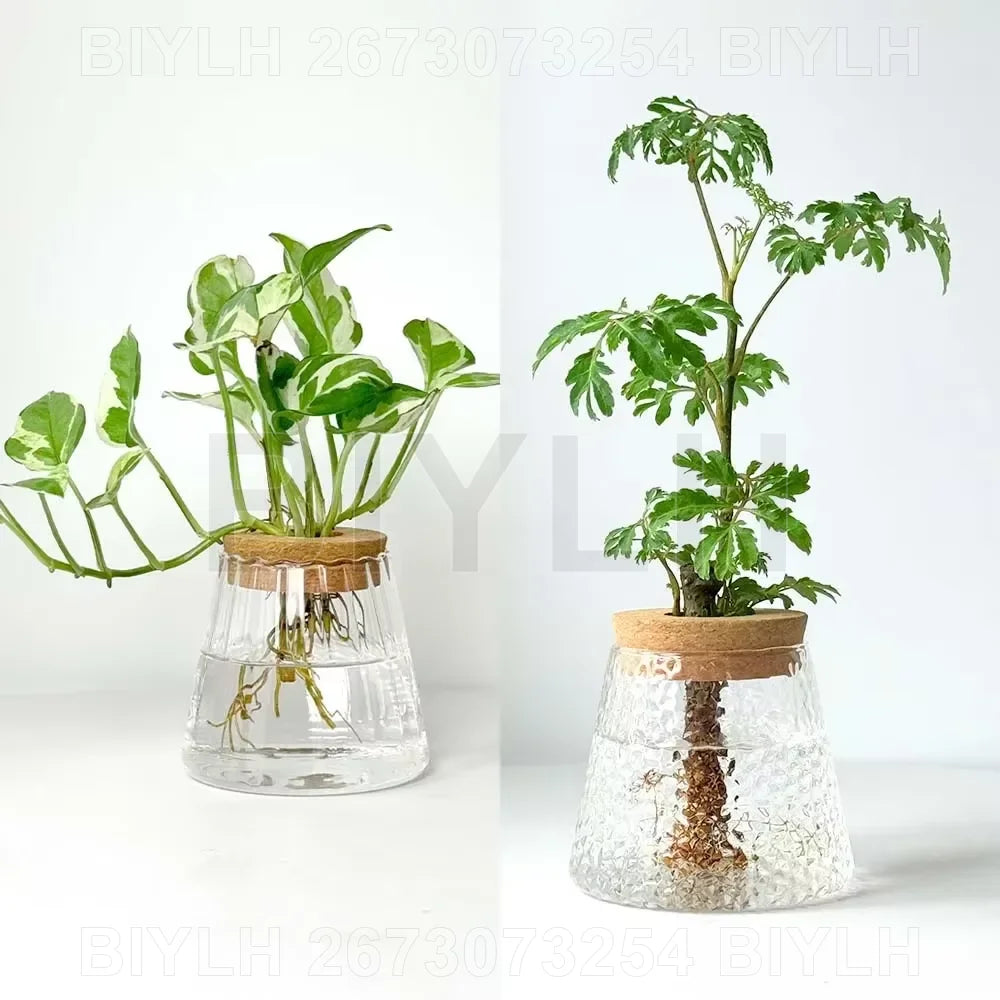 Hydroponic Glass Vase with Base Tray